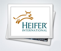 Heifer